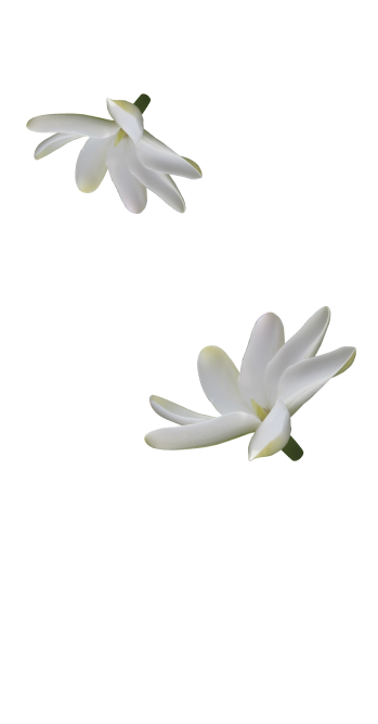 fleur de tiaré